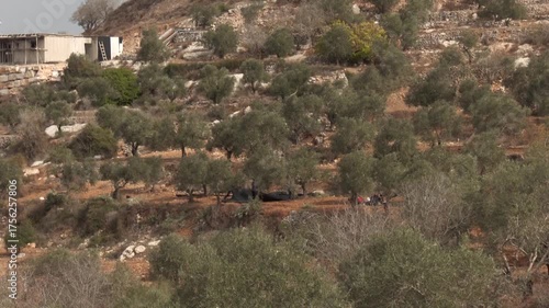 Olive farms in Ramallah