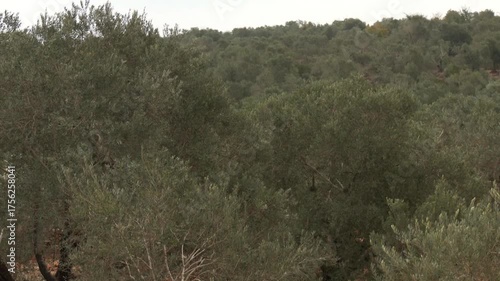 Olive farms in Ramallah