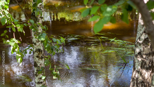 river in the forest