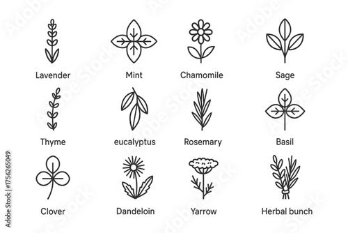 Herbal icons set: outline designs of popular medicinal plants and herbs
