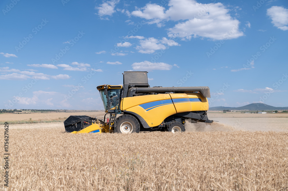 Fototapeta premium Una cosechadora en pleno trabajo segando cereal en una finca durante el verano