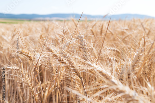 Campo de cereal con el trigo maduro preparado para la cosecha.