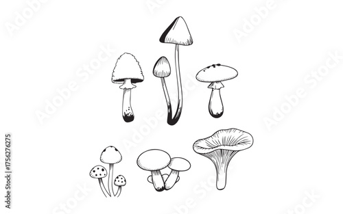Collection of hand drawn mushroom illustrations isolated on white background