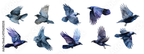 Raven birds flying open wings watercolor set isolated on transparent background