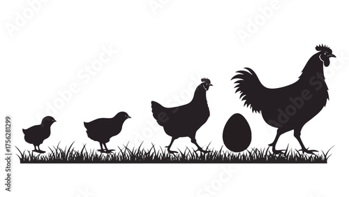 Chicken life cycle with egg chicks and rooster on grass