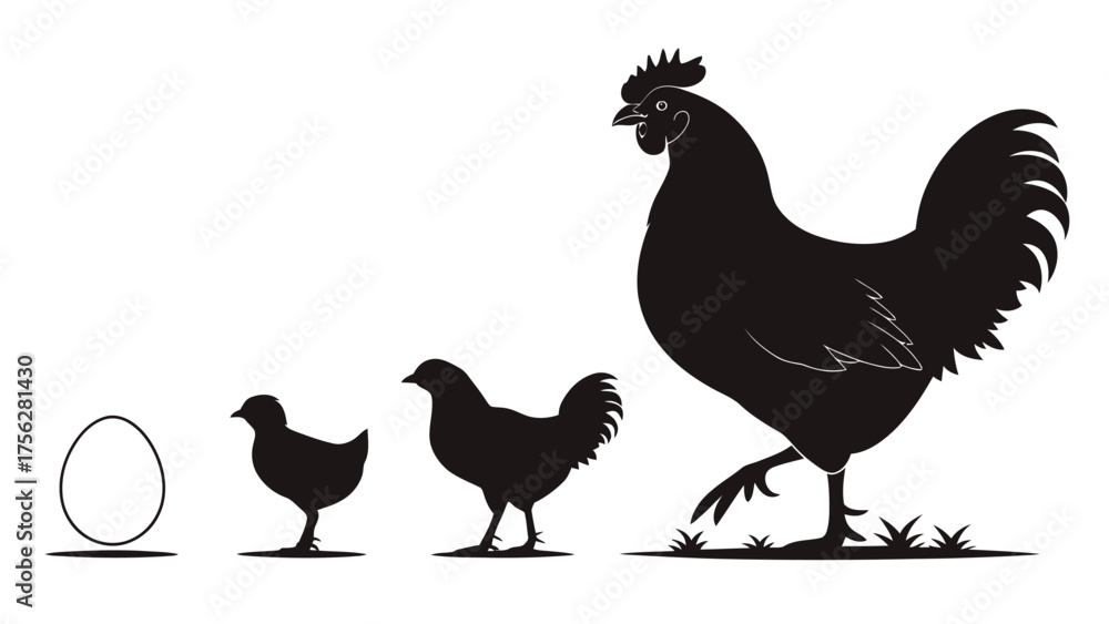 Fototapeta premium Chicken life cycle silhouette with egg and chicks evolution