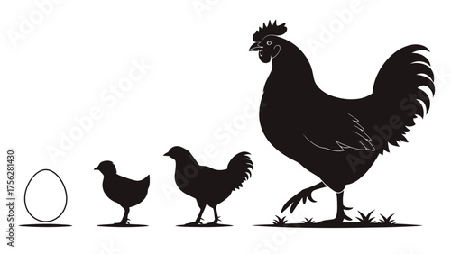 Chicken life cycle silhouette with egg and chicks evolution