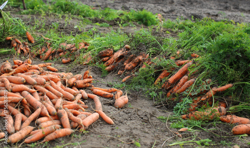 Freshly picked carrots dug from a bed on farmland. Harvest. Concept of a good harvest, world food crisis.
