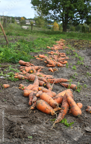 Freshly picked carrots dug from a bed on farmland. Harvest. Concept of a good harvest, world food crisis.