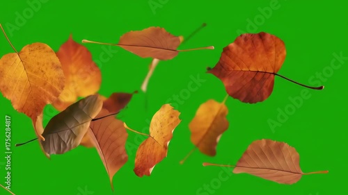 Vibrant Autumn Leaves Falling on Green Screen for Seasonal Marketing, Web Design, and Video Compositing