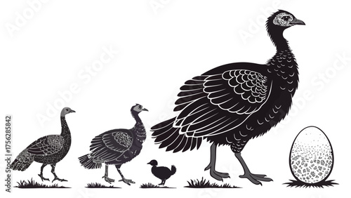 Turkey life cycle illustration from egg to adult vector drawing