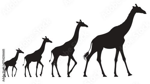 Giraffe growth progression silhouettes Keywords: giraffe, animal, silhouette, growth