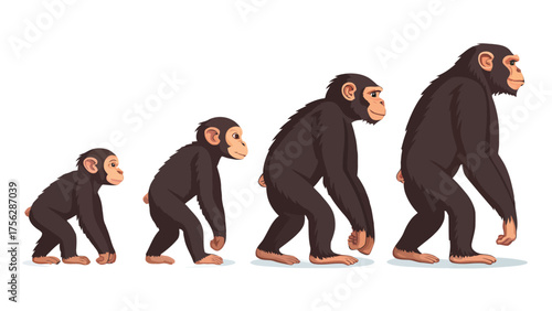 Chimpanzee Evolution Sequence on White Background primate