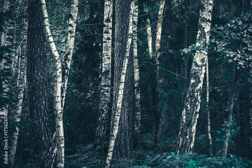 Fototapeta Naklejka Na Ścianę i Meble -  ciemny las z brzozami