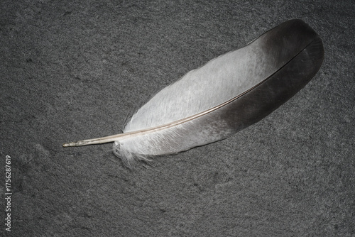 ptasie pióro w zbliżeniu i pióro gołębia