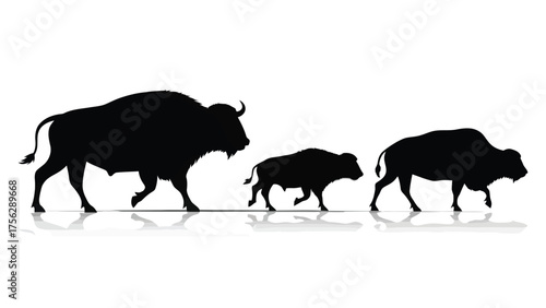 Silhouette of bison family vector illustration of wildlife animals iso