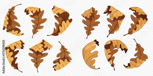 Illustration of oak leaves in various shades of brown and yellow.