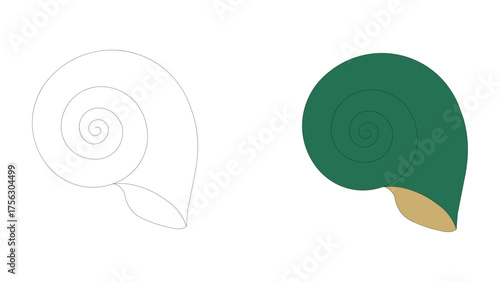Snail Shell Outline and Colored Illustration spiral