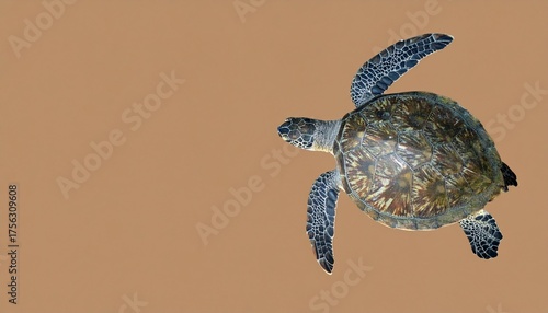 Green Turtle with Hard Shell and Flippers Isolated on Brown Background for Sea Animal Object and Reptile Concept