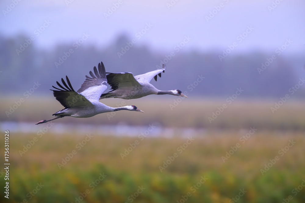 Fototapeta premium grauer kranich grus grey crane