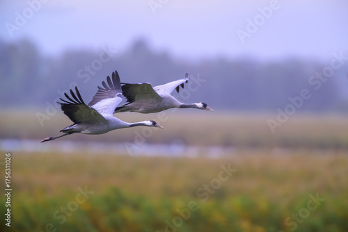 grauer kranich grus grey crane
