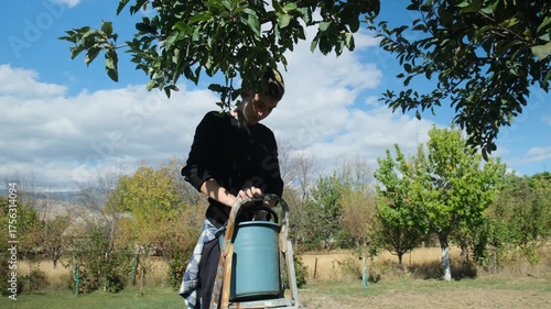 A handsome young Caucasian teenager picks apples from an apple tree branch and climbs down a ladder holding a bucket. Production of hypoallergenic apple juice and baby puree.