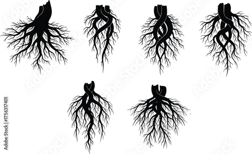 Aorta artery silhouette vector set, human vascular system icons, medical clipart bundle, anatomical branching structures for biology, healthcare, and educational design