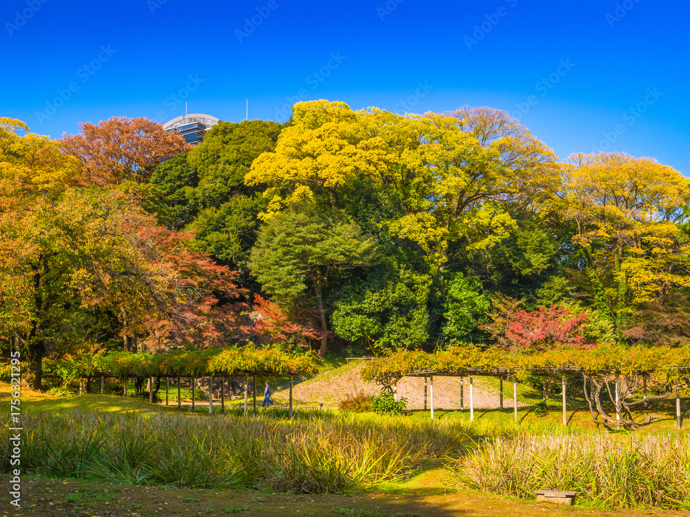 Fototapeta premium A path under a wisteria trellis and vibrant autumn colored trees in a city park (Koishikawa Garden, Tokyo, Japan)