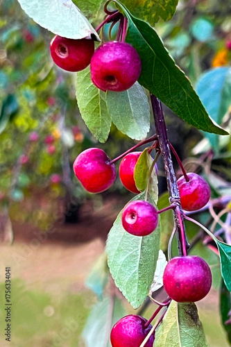 Принти на полотні Close-up of bright red crabapples hanging from a thin branch with green leaves