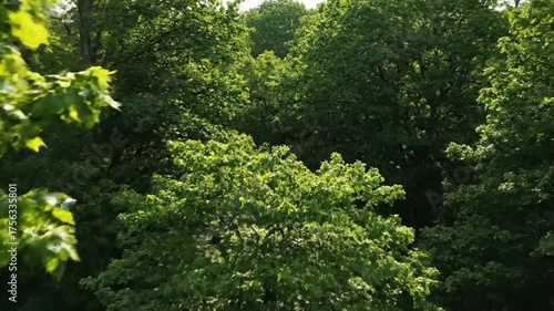 Lush Green Tree Canopy with Sunlight Streaming Through the Leaves Creating Dappled Shadows in a Natural Setting Ideal for Backgrounds and Textures