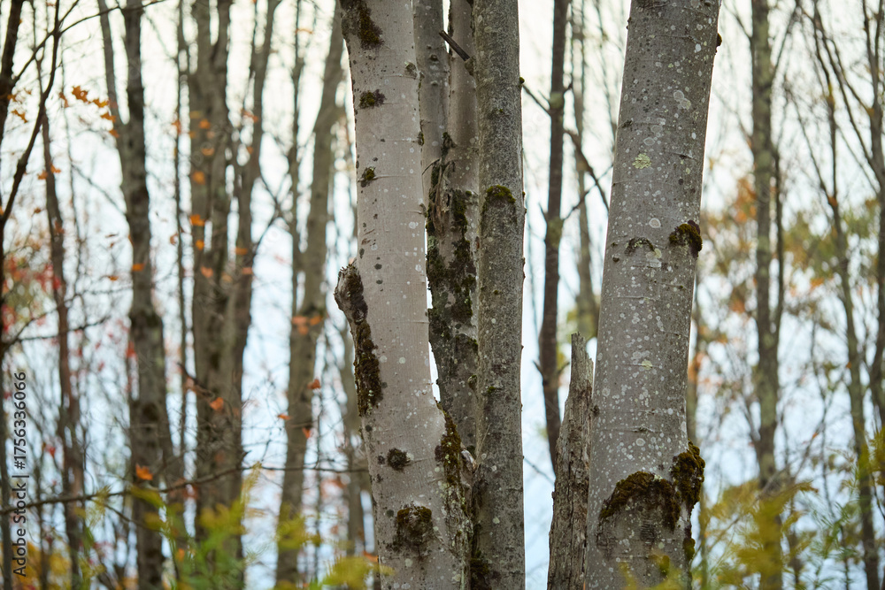 Fototapeta premium Birch tree trunks, fall colors, scenic forest, background foliage