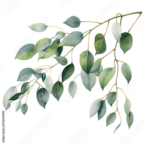 Eucalyptus branch with round green leaves isolated on a transparent white background, clipping path