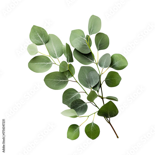 Eucalyptus branch with round green leaves isolated on a transparent white background, clipping path