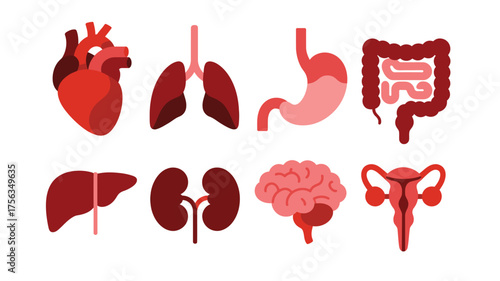 Collection of human internal organs illustrated in flat design style