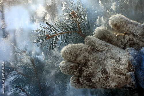 Wallpaper Mural Cozy knitted mittens gently hold frosted pine branches against a sparkling winter window, capturing the magic of the season's first snow. Torontodigital.ca