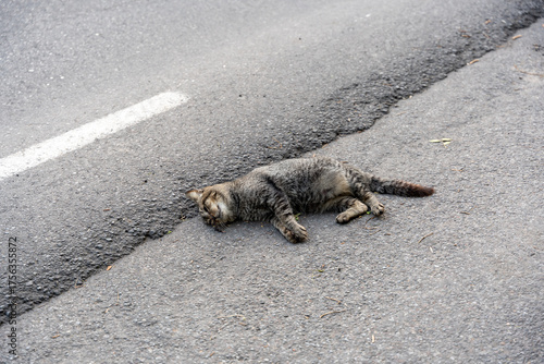 Slika na platnu A sad and stark scene of a gray cat hit by a car, lying lifeless on the side of the road, on the pavement