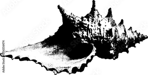 High contrast black and white illustration of seashell macro for art and design