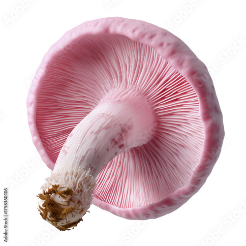 Detailed macro image of Lactarius torminosus mushroom, also called woolly milkcap, isolated on transparent background. Captured with Canon RF 50mm f1.2L lens. Suitable for culinary, botanical