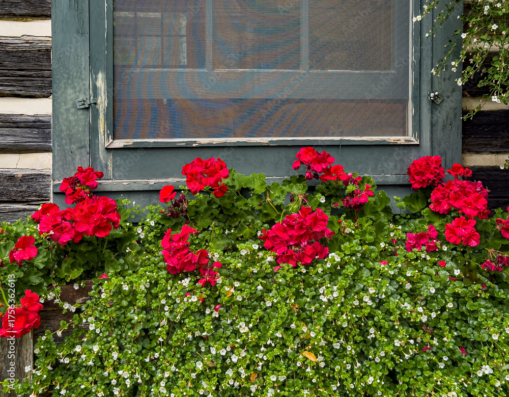 Fototapeta premium 739-29 Geranium Window