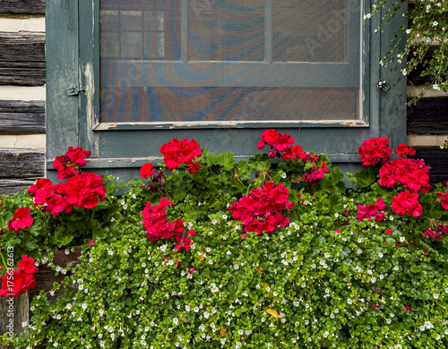 739-29 Geranium Window