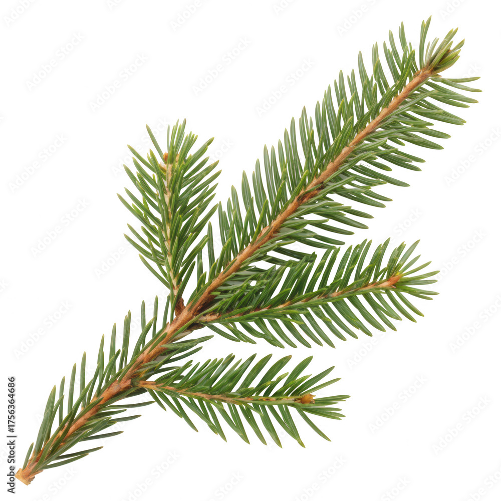 Obraz premium Flowers and Leaves in Christmas New year PNG concept. A detailed pine branch with lush green needles and a textured appearance.