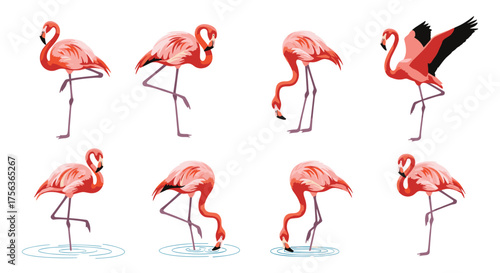 A collection of vibrant pink flamingos gracefully posing and feeding in shallow water.
