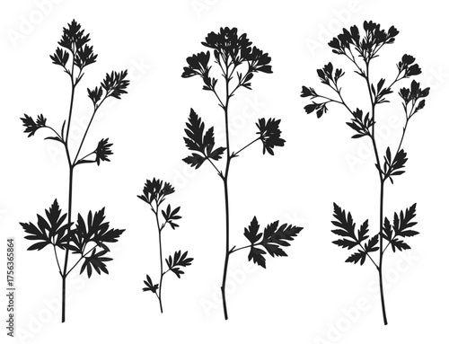 Vintage Botanical Specimen Vector Art - Herbarium Scientific Collection, Minimalist Design