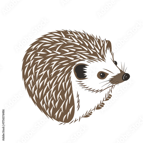 Hedgehog illustration