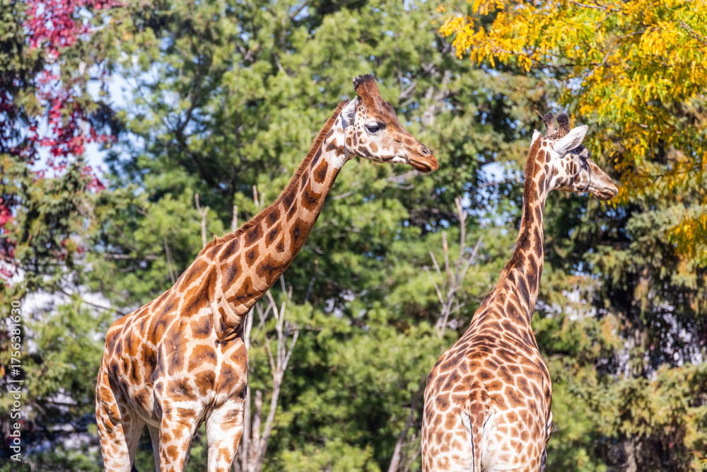 Obraz premium Rothschild's giraffe (Giraffa camelopardalis rothschildi)