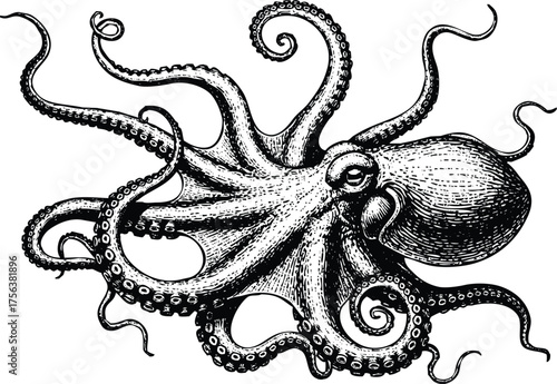 Vintage illustration of an octopus with detailed tentacles, isolated on transparent background