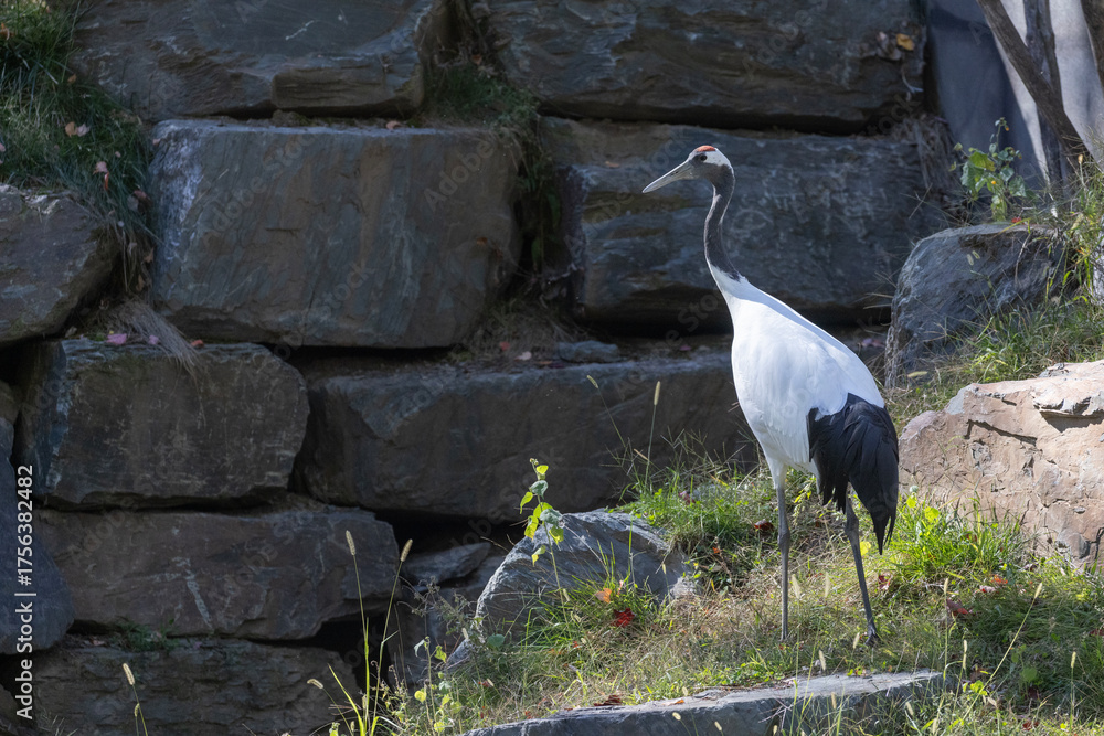Obraz premium red-crowned crane (Grus japonensis), also called the Manchurian crane