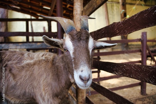 Brown Goat with Long Horns Inside Rural Wooden Fence