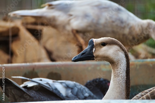 Domestic Goose with Wet Feathers in Rural Farm Environment