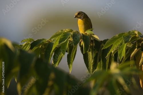 Small Yellowish Bird Standing on a Leaf Branch in Natural Light
